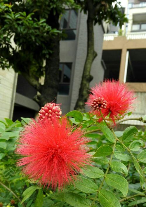 朱樱花的花语和寓意（送人朱樱花的意义）