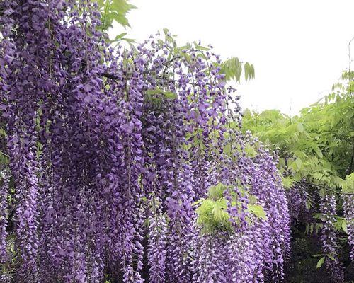 紫藤花的寓意是什么（紫藤花的花语与传说）