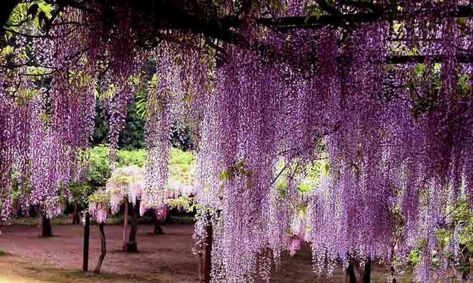 紫藤花花语是什么（紫藤花的寓意和象征）