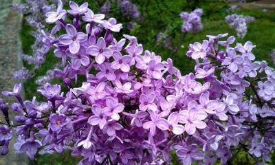 丁香花的花语是什么（丁香花的象征与寓意）