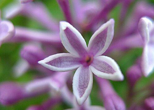 丁香花的花语是什么（丁香花的象征与寓意）