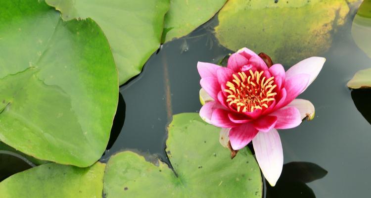 不同颜色睡莲的花语和寓意（关于睡莲花的象征意义）