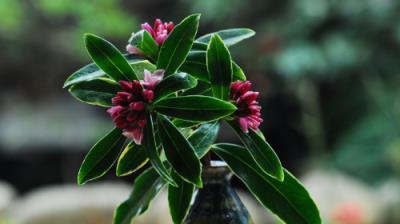 金边瑞香的寓意和象征风水（在风水学中介绍瑞香花的象征意义）