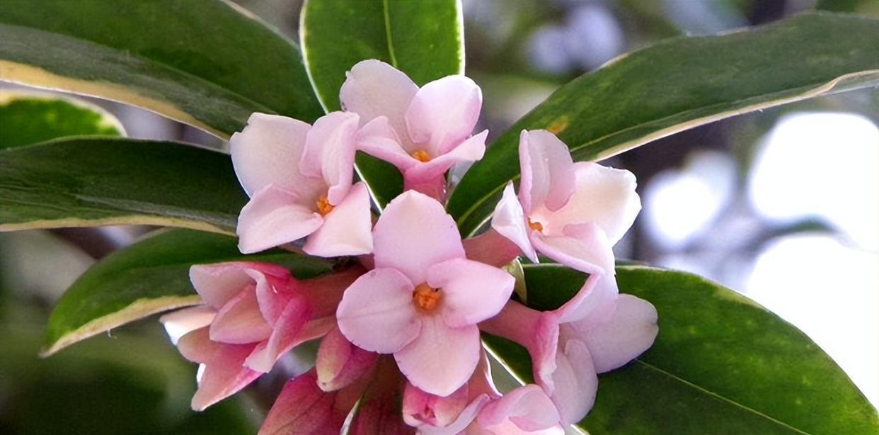 金边瑞香的寓意和象征风水（在风水学中介绍瑞香花的象征意义）