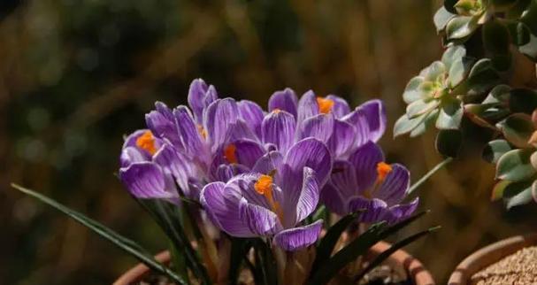 3月12日花语（探寻春日花海中的沙洲蕃红花）