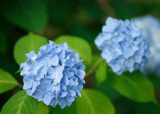 八仙花寓意与传说（八仙花的象征与魅力）