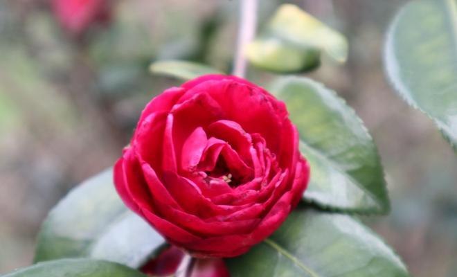 白茶花的花语与象征意义（传递纯洁与希望的花朵——白茶花）