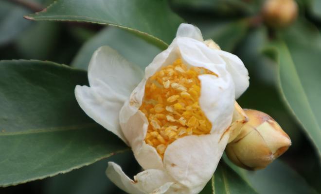 白茶花的花语与象征意义（传递纯洁与希望的花朵——白茶花）