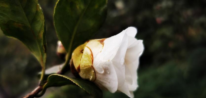 白茶花的花语（赏析白茶花的花语及其象征意义）