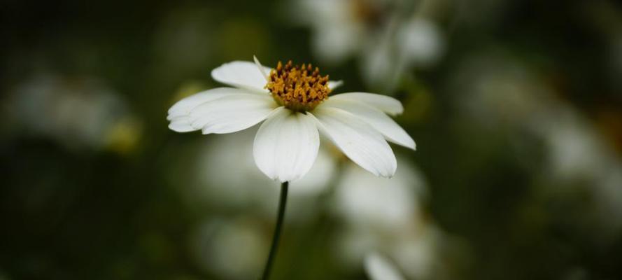 白雏菊的花语与寓意（揭示白雏菊所代表的含义与象征）