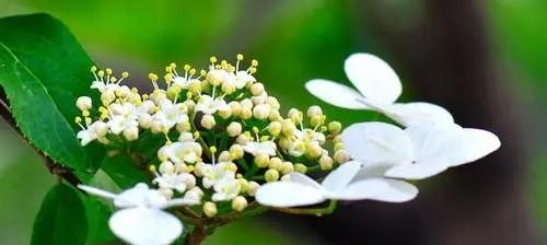 白琼花花语（探寻白琼花的内涵与意义）