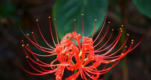 白色彼岸花花语之美（彼岸花开）