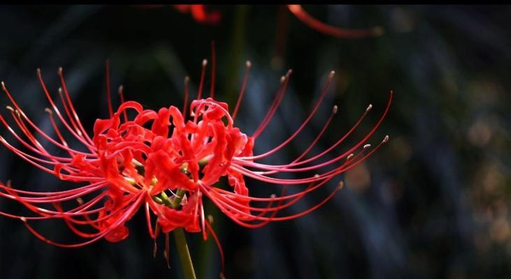 白色彼岸花的花语及其寓意（探索白色彼岸花的神秘世界）