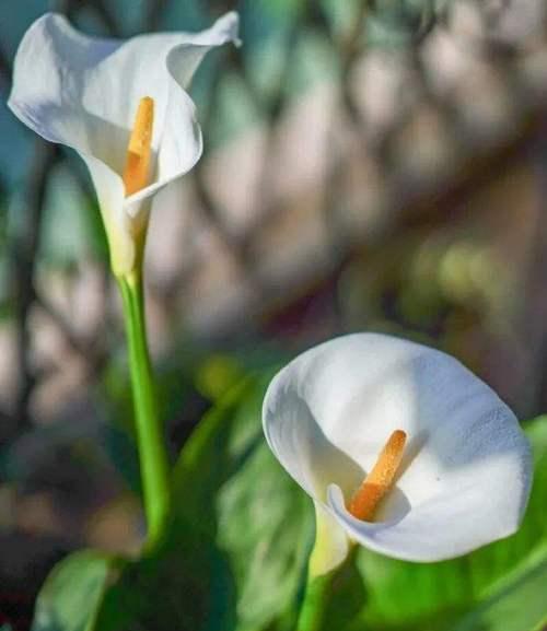 白色马蹄莲（追寻心灵的净土——解读白色马蹄莲的花语）