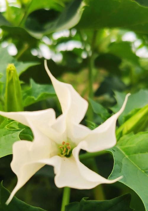 白色曼陀罗花的花语与传说（追寻着纯洁与神秘的花海）