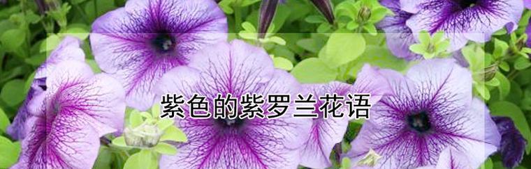 白色紫罗兰花语（探索白色紫罗兰花的花语）