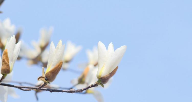 白玉兰的花语（探寻白玉兰的历史与文化渊源）