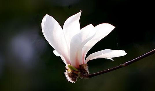 白玉兰花的花语与寓意（揭示白玉兰花背后的深刻内涵）