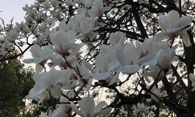 白玉兰花的花语与寓意（揭示白玉兰花背后的深刻内涵）