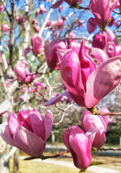 白玉兰，花开自信（以白玉兰花语探索自我）