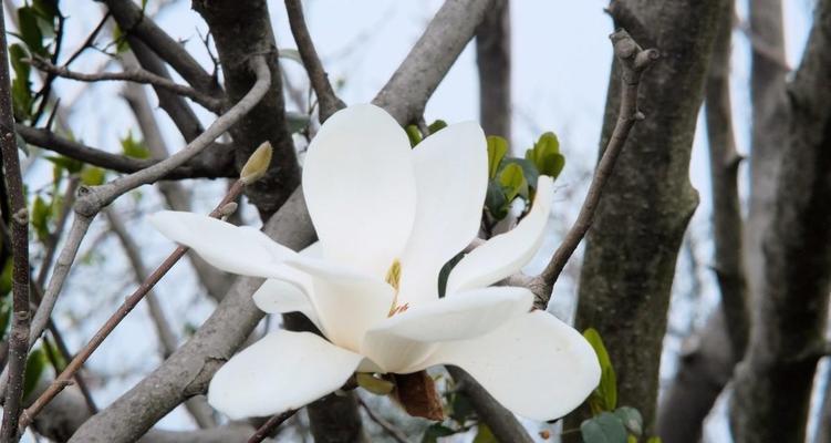 白玉兰花的寓意与象征意义（馨香娇艳的花朵代表着纯洁与高贵）