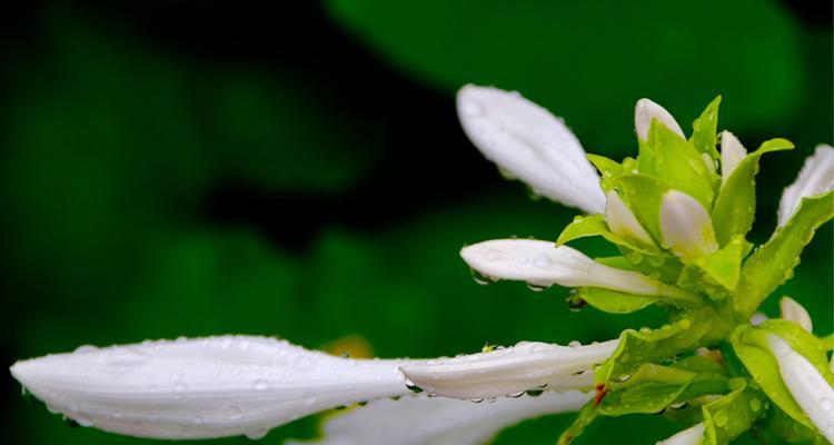 白玉簪（传递祝福和美好的白玉簪花语）