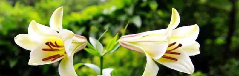 百合的花语意思——爱、祝福与纯洁（探寻百合花所传递的深意）