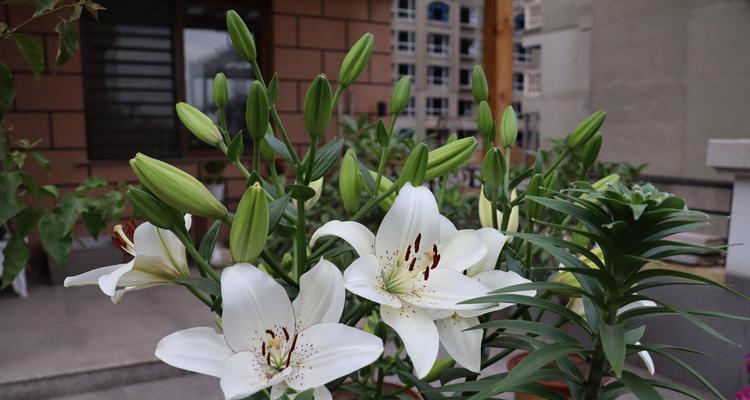 百合花的花语与含义（探寻百合花的神秘象征与美丽寓意）