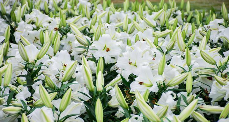 百合花的象征意义与传承（深度解读百合花的美丽传说与文化内涵）