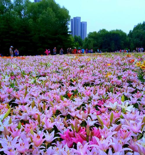 百合花的象征意义与传承（深度解读百合花的美丽传说与文化内涵）