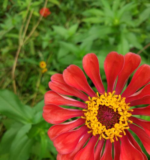 百日菊的花语——传递无尽的温暖与美好（花开如意）