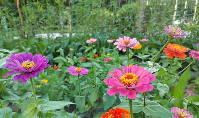 百日菊花语——爱的花语（用百日菊的花语诠释爱情）