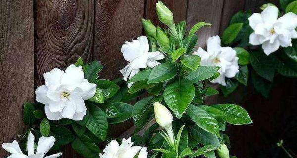 栀子花怎么种植和养护（详解栀子花栽培技术）