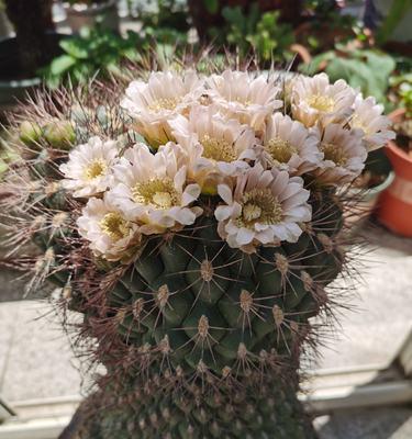 仙人球多久开一次花（有关仙人球的花期时间）