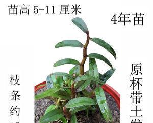 铁皮石斛盆栽技术与方法（让您成功种植美丽健康的铁皮石斛）