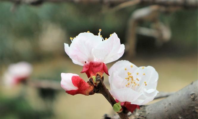 杏花什么时候开花季节（有关杏花花期简介）