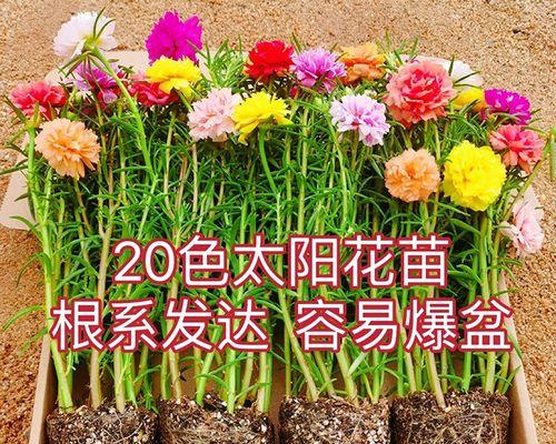 盆栽太阳花怎么养（太阳花的养殖方法和注意事项）