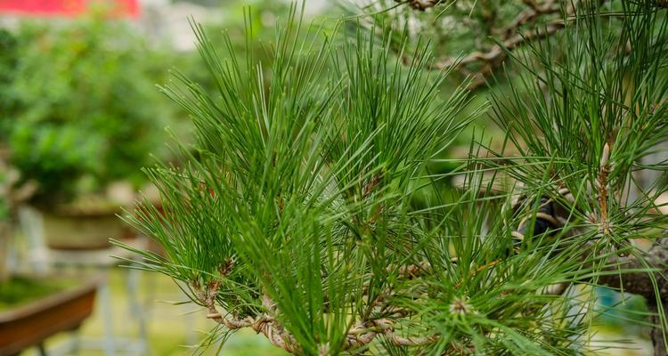 油松是什么植物（关于油松的简介）