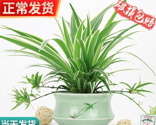 居家养什么绿植好（适合家养的6种植物）