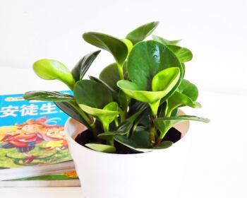 居家养什么绿植好（适合家养的6种植物）