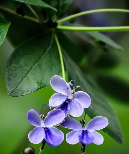 蓝蝴蝶花什么时候开（有关蝴蝶花的花期时间）