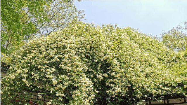 木香花为什么不能养在家里（木香花养殖方法分享）