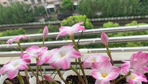 风雨兰什么时候种（风雨兰种植时间和方法）