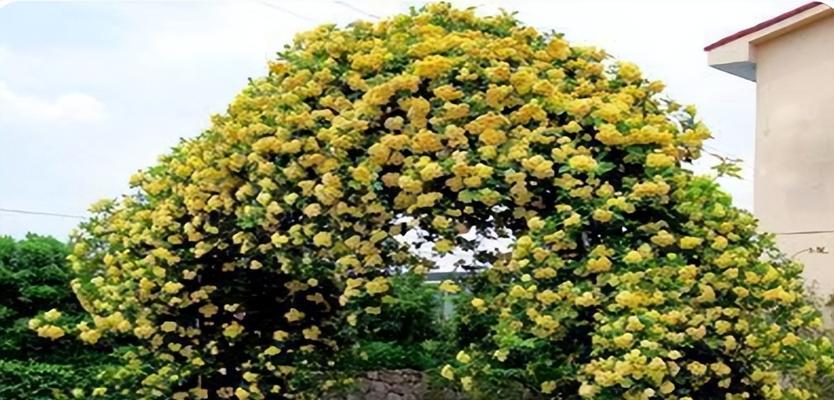 木香花怎么种植（木香花的栽培方法和注意事项）