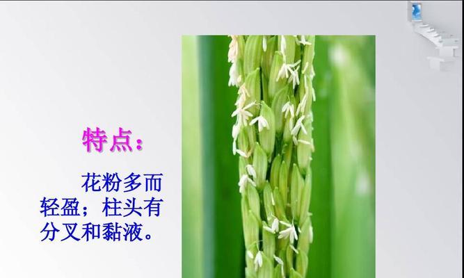 花的结构是什么（详解花的基本知识）