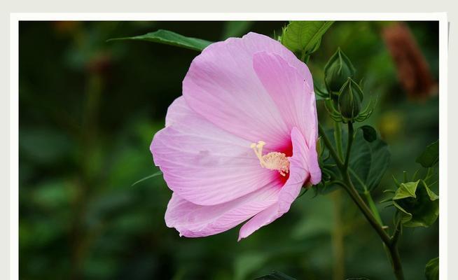 花葵什么时候播种（花葵的种植方法和时间）