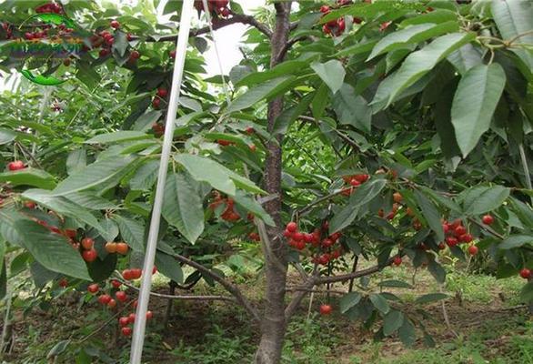 车厘子适合哪里种植（车厘子种植条件与环境）