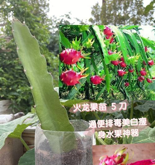 火龙果什么时间种植好（火龙果的养殖方法和技术）