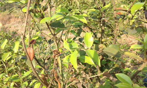 油茶种子如何播种（种植油茶种子的方法与技术）