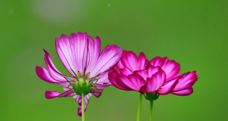 秋英的花语和寓意（秋英花的美丽诠释）